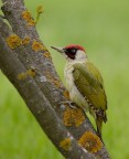 Picchio verde
