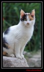ciao ragazzi, ho scattato una foto col 50ino a questo micio del mio paese, notate anche voi qualcosa di strano nello sfocato a sinistra?
secondo voi cos'??
ogni commento  graditissimo!

1/60  f2,5