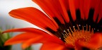 Arancio