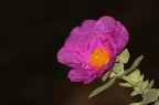 Fiore di Cisto  (Cistus incanus)