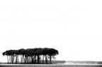 macchia mediterranea