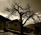 l albero e la casa
