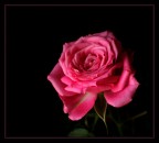 rosa...rosa