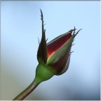 Bocciolo di Rosa 2