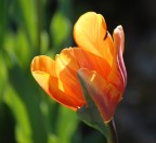 trasparenze 3