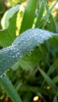 cristalli liquidi #2 (prove in macro)