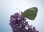 farfa contro luce