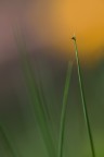 Colori, linee e poco pi