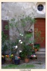 primavera