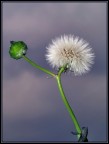 cosi' piccolo....e fragile