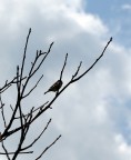 PASSERO SOLITARIO