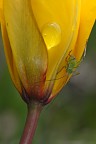 Sul giallo