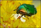 Verde su giallo