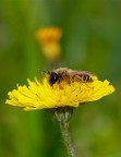 Apetta su giallo Apetta su giallo