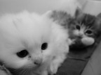 Cuccioli dei miei gatti...

critiche e commenti sempre ben accetti!