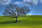 Primavera HDR
