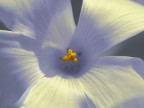Fleur
