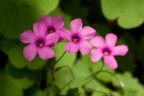 Fleur 2
