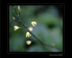 Le piccole luci....