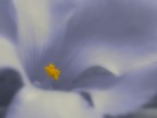 Fleur