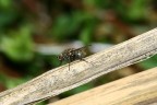 mosca