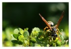 Vespa Polistes Dominulus