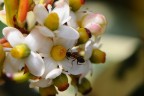 fiorellini