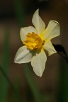 Narciso