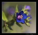 Into the blue Into the blue