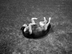 crazy dog