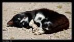 Nocciolina -3-