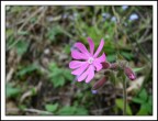 Fiore-1