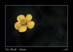 ....a lei