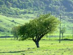 albero nella valle tra s.G.rot. e m.s.angelo foggia