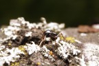 formica tra i licheni