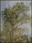 L'albero