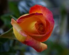 Semplicemente Rosa