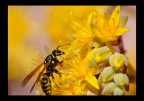 primi rudimenti di macro