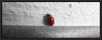 Coccinella