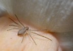 micro spider