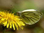 Farfalla