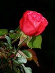 ROSA DI NOTTE
