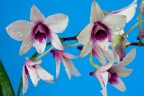Orchidea_1