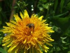 Fuji FinePix S5000