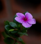 Lucentezza viola