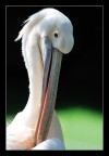 Pellicano