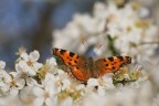 farfalla