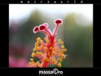 ibiscus-3
