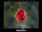 ibiscus-4