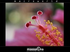 ibiscus-8sniffing